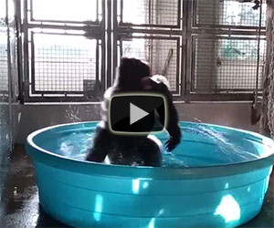 Il gorilla che balla in piscina migliorerà la vostra giornata