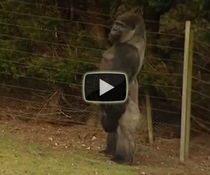 Questo gorilla è diventato famoso? Il motivo, guardatelo in questo video