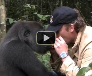 Salvò un gorilla 5 anni fa, ecco come reagisce oggi rivedendolo