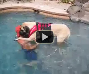 Il padrone insegna a nuotare al suo cane che ha paura dell'acqua