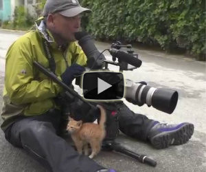 Il gattino si avvicina al fotografo, ciò che avviene dopo non ha prezzo