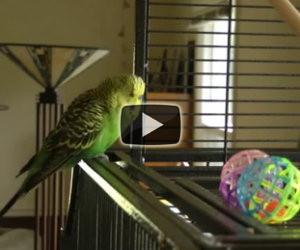 Il pappagallo che ama la musica dance