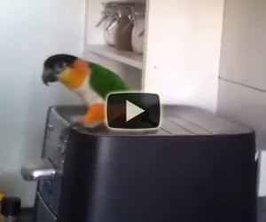 Sappiamo che i pappagalli sanno parlare, ma lui sa fare di più