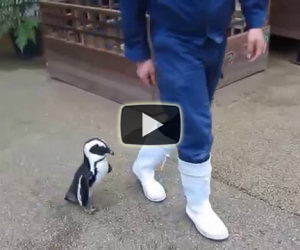 Il dolce pinguino che insegue il custode di uno zoo giapponese