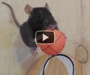 Odiate i ratti? Dopo questo video imparerete ad amarli