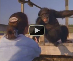 Incontra le scimmie che aveva salvato anni prima, ecco la reazione