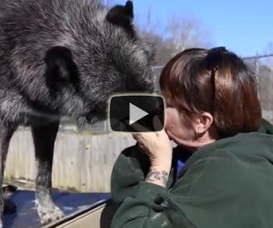 Una donna bacia un lupo, ciò che succede dopo è pazzesco