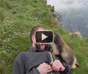 La marmotta più coccolona al mondo, ecco cosa fa all'alpinista