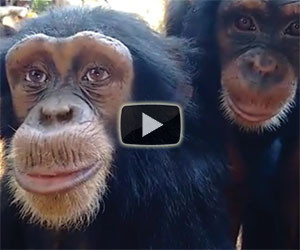 Questa scimmia ha stupito tutti: guardatele gli occhi e capirete perchè