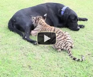 Un cucciolo di tigre abbandonato viene adottato da un labrador