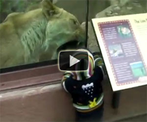 Una leonessa prova a mangiare un bimbo nello zoo