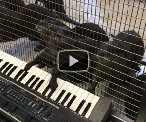 Lontre suonano la tastiera