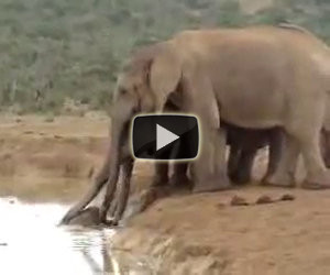 Mamma elefante salva suo figlio