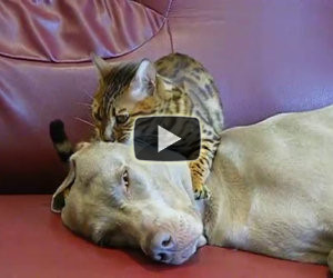 Questo gatto fa un dolce massaggio al suo amico cane
