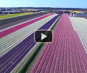 Tutto lo spettacolo dei fiori in Olanda come non li avete mai visti