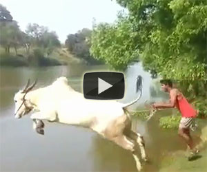 Una mucca prova ad insegnare ad un uomo a nuotare