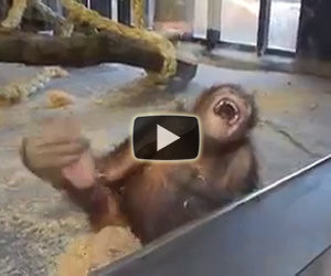 Un orango ride a squarciagola dopo un trucco di magia