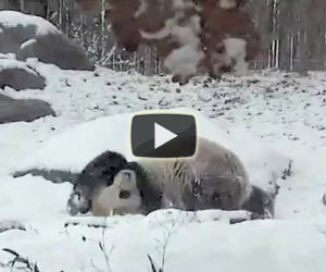 Panda felicissimo per la neve