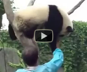 Un panda è incastrato su un albero, ecco cosa succede dopo
