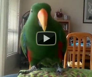 Il pappagallo ascolta la sua musica preferita, ecco cosa succede