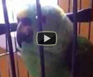 Questo pappagallo imita alla perfezione il pianto di un bambino