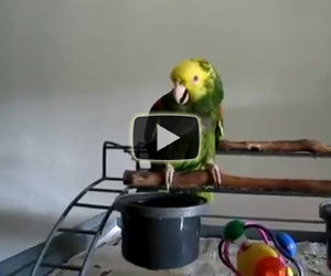 Un neonato arriva in famiglia, ciò che fa il pappagallo è incredibile