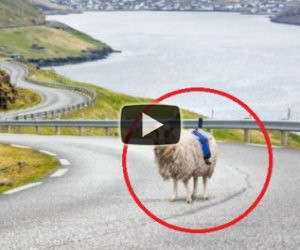 Pecore usate per fotografare su Street View al posto di Google