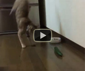 Gatti che odiano i cetrioli, un video che vi farà morire dalle risate