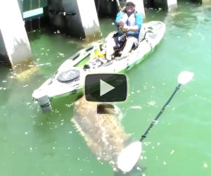 Pesca un pesce enorme su un kayak, lui però si difende così...