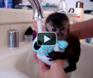 Piccola scimmia fa il bagnetto