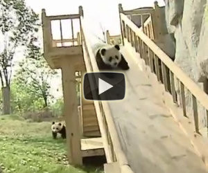 Piccoli panda giocano sullo scivolo