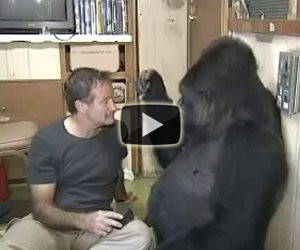 Robin Williams ed il gorilla Koko