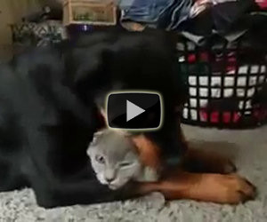 Rottweiler ama follemente un gatto