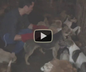 Salva in una notte oltre 1000 cani destinati ad un massacro in Cina