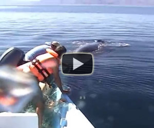 Salvano una balena impigliata