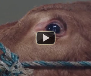 Una mucca viene salvata dal macello, ecco la sua reazione incredibile