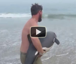 Il bellissimo salvataggio di un tenero delfino spiaggiato
