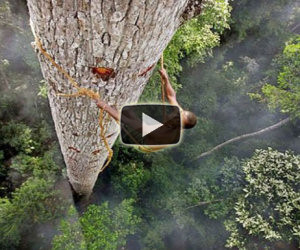 Un uomo si arrampica su un albero di 40 metri, ecco perchè...