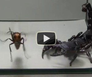 Scorpione contro un calabrone gigante, chi vincerà?