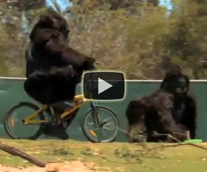 Due persone si travestono da gorilla e trollano i visitatori di uno zoo