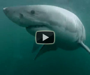 Un ragazzo si tuffa e si trova di fronte un enorme squalo bianco