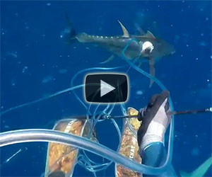 Squalo attacca un pescatore subacqueo, il video incredibile