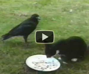 Strana amicizia tra un gatto e un corvo