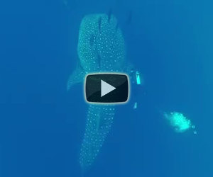 Un sub salva la vita ad un enorme squalo balena che nuota vicino a lui