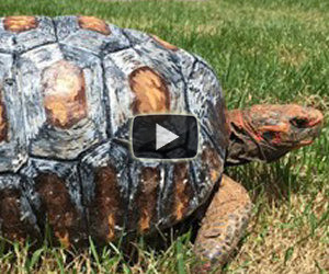Una tartaruga viene salvata grazie all'aiuto della tecnologia