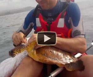Salvano la vita ad una tartaruga marina mentre vanno in kayak