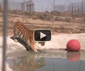 Due tigri vengono salvate e toccano l'acqua per la prima volta