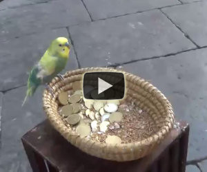 Uccellino chiede l'elemosina in strada