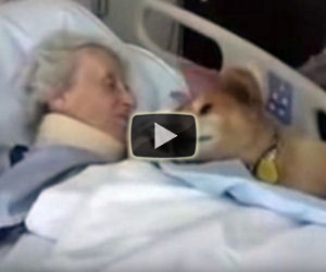 Questo cane ha 19 anni, il suo ultimo saluto ai suoi amici è da lacrime