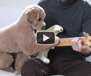 Un cane che suona la chitarra